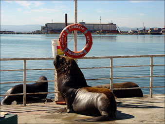 Ir a Talcahuano