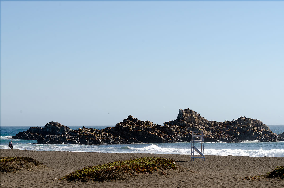 Lobos marinos