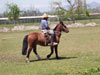 Adiestrando caballos en Peaflor